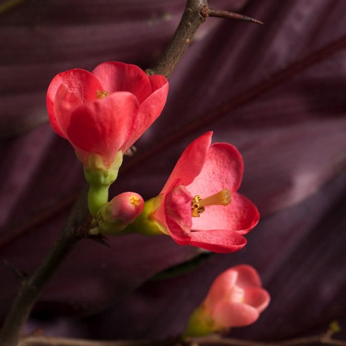 Plants Online BV - Planten - Tuinplanten - Heesters - Set van 1 - Chaenomeles japonica