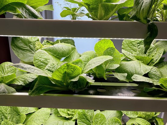 Dicht opname van verse, groene bladgroenten die groeien in een wit kweeksysteem met LED-verlichting.