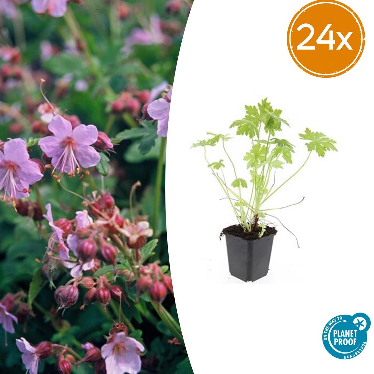 Trendyplants - Geranium macrorrhizum - 24 stuks - Ooievaarsbek - Winterhard - Hoogte 10-30 cm - Potmaat Ø9cm