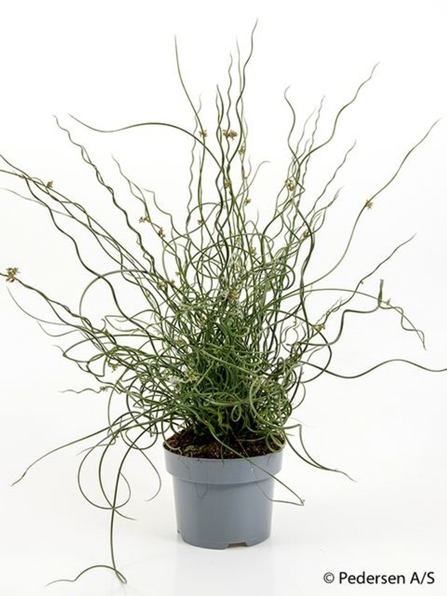 JUNAVERA Juncus effusus Spiralis - Terrariumplant 17 cm pot, circa 30 cm hoog