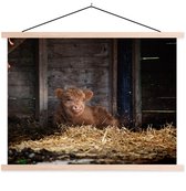 Jeune veau écossais couché dans l'école de paille poster lattes plates vierges 120x90 cm - Tirage photo sur poster textielposter (décoration murale salon / chambre)