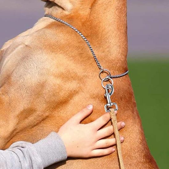 Een zilverkleurige metalen karabijnhaak bevestigd aan de halsband van een grote bruine hond.