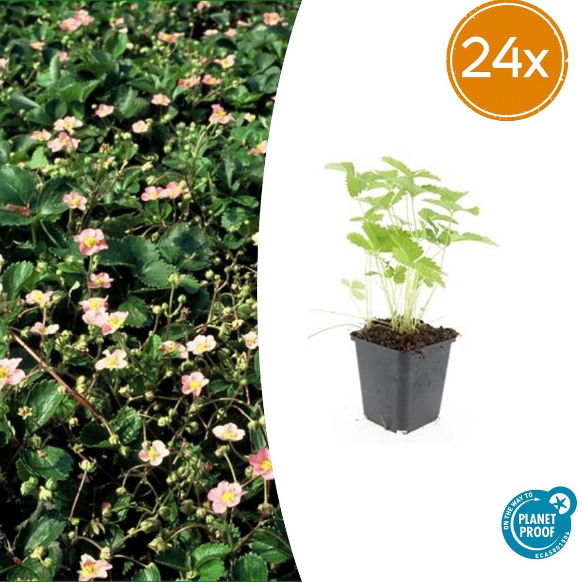 Trendyplants - Fragaria vesca - 24 stuks - Bosaardbei - Winterhard - Hoogte 10-30 cm - Potmaat Ø9cm