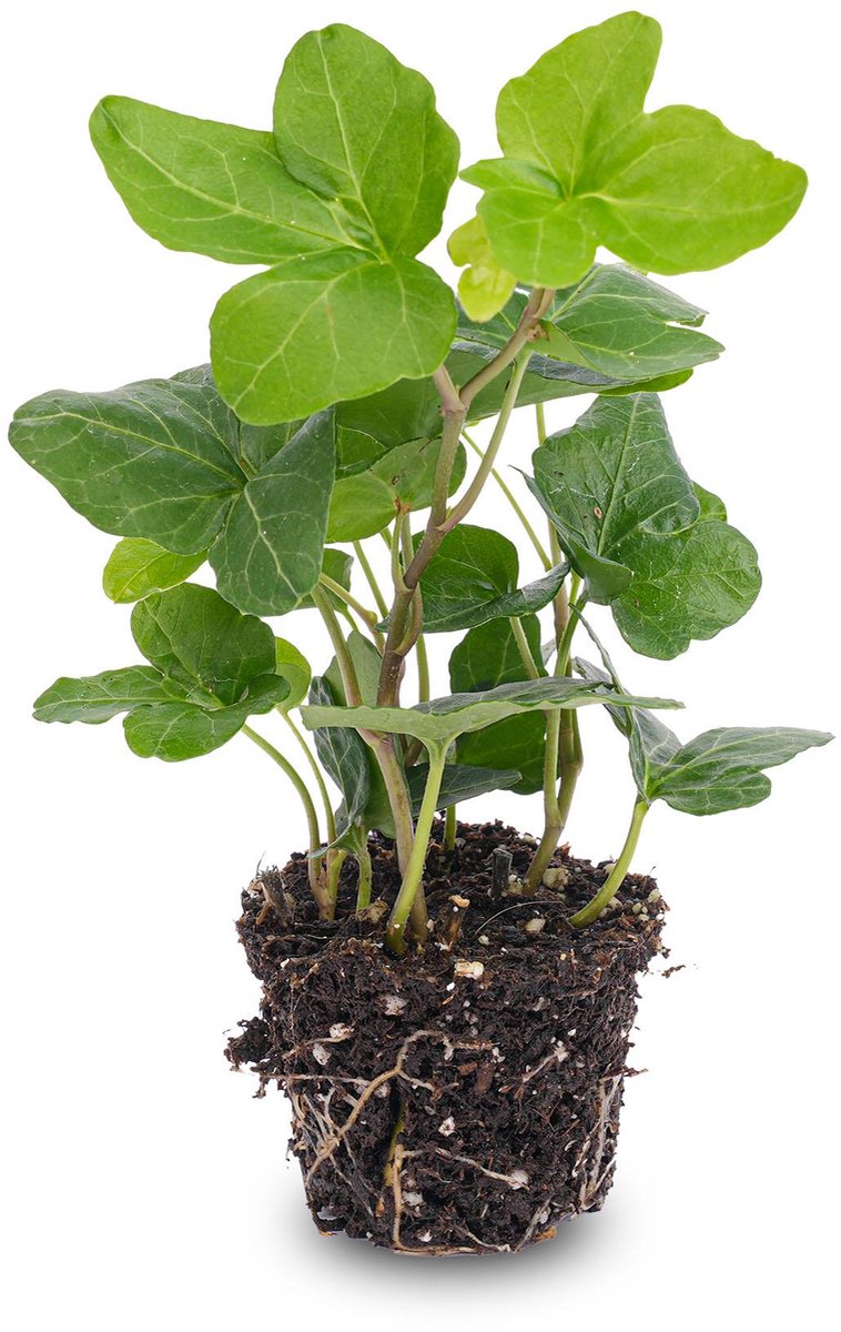 Hedera helix - Ø 7 cm