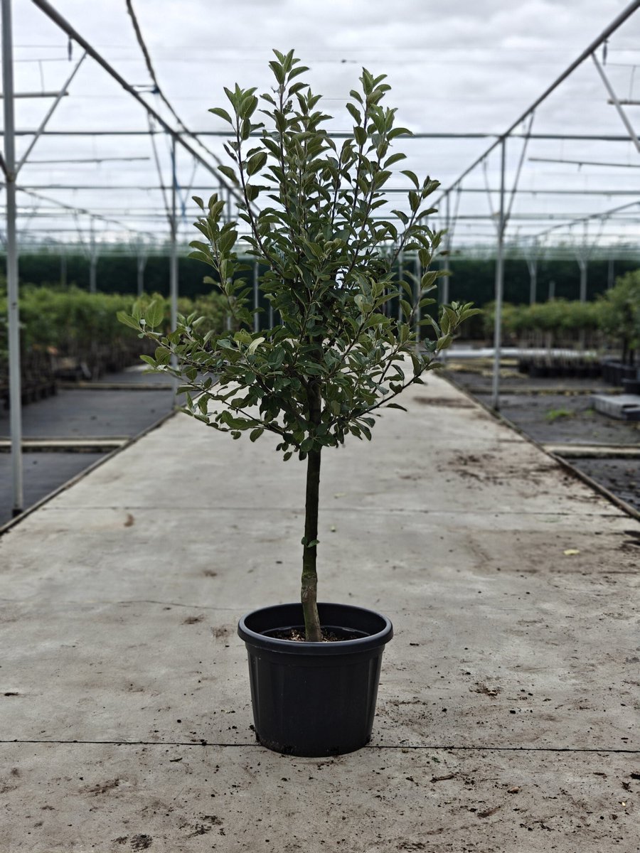 Malus domestica - Oude Appelboom 'Ecolette' - Onderstam M111 - 45L pot - ca. 2m