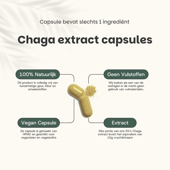 Cupplement - 4 sachets de capsules d'extrait de Chaga 60 pièces - Extrait 20:1 - Comprend un pilulier - Biologique - 400 MG par capsule - Geen poudre - Supplément - Superaliment - Champignon - Champignon