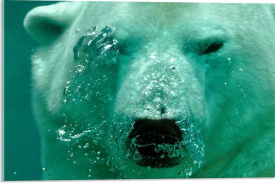 WallClassics - Acrylglas - Ijsbeer onder Water - 60x40 cm Foto op Acrylglas (Met Ophangsysteem)