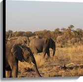 WallClassics - Canvas  - Kudde Afrikaanse Olifanten - 60x60 cm Foto op Canvas Schilderij (Wanddecoratie op Canvas)