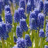 Blauw druifje aucheri Dark Eyes | 25 stuks | Blauw | Muscari bollen