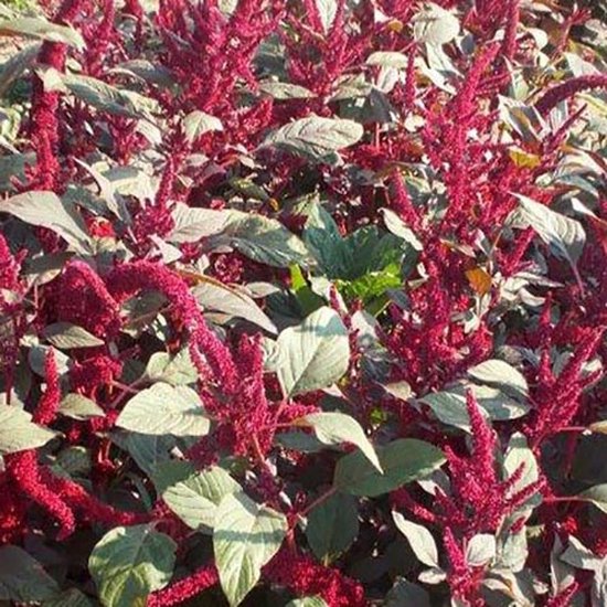Amarant zaden – Amarant Red Garnet