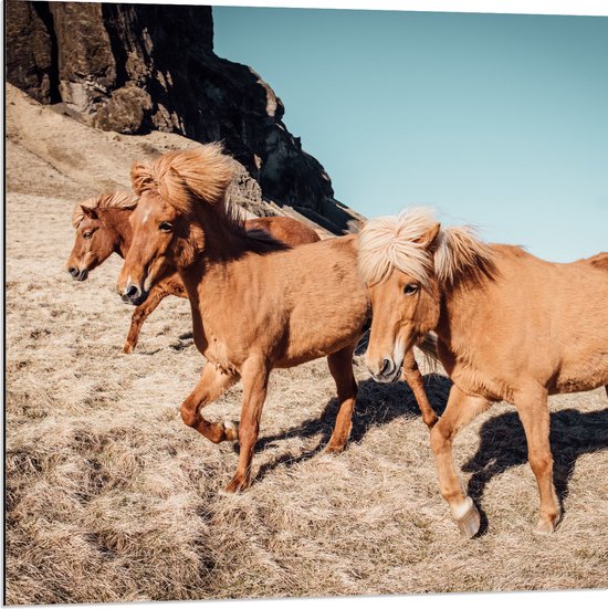 WallClassics - Dibond - Kudde IJslanders Pony's - 80x80 cm Foto op Aluminium (Met Ophangsysteem)