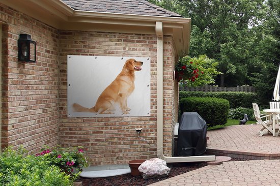 Affiche de jardin - Toile de jardin - Affiches de jardin extérieur - Vue latérale d'un Golden Retriever assis - Posters de jardin cm - Jardin