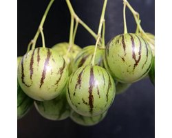Pepino zaden - Mini Pepino (Tzimbalo)