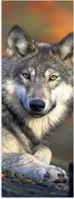 WallClassics - Poster Glanzend – Wolf in het Bos - 20x60 cm Foto op Posterpapier met Glanzende Afwerking