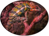 WallClassics - Dibond Ovaal - Kameleon op een Rood / Bruine Boom - 28x21 cm Foto op Ovaal (Met Ophangsysteem)