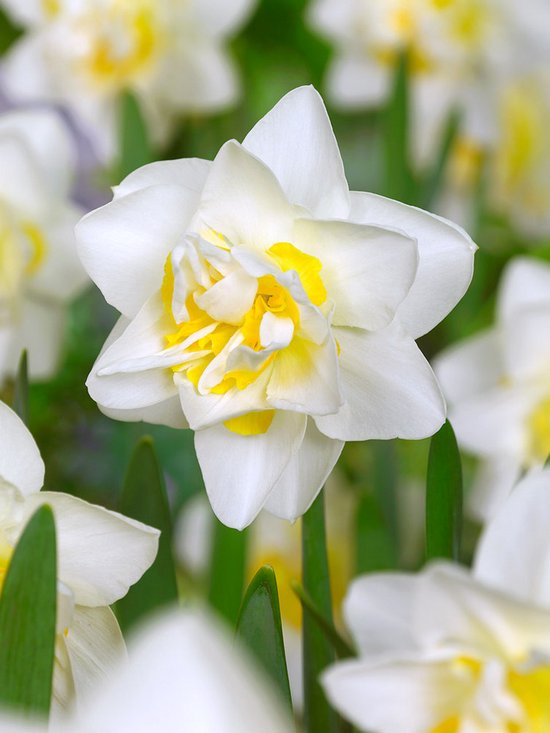 80x Narcissen 'White lion' - BULBi® bloembollen en planten met  bloeigarantie | bol.com