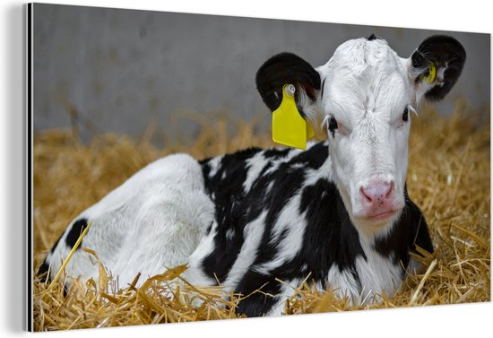 Décoration murale Métal - Peinture Aluminium Industriel - Vache - Paille - Veau - Animal - 120x60 cm - Dibond - Photo sur aluminium - Décoration murale industrielle - Pour le salon/chambre