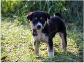 WallClassics - Poster brillant – Puppy dans l'herbe – Photo 80 x 60 cm sur papier poster avec finition brillante