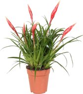 Bromelia Vriesea 'Multiflower Astrid' - ↑ 40-45cm - Ø 12cm