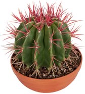 Cactus van Botanicly – Barrel cactus in een terracotta schaal als set – Hoogte: 25 cm – Ferocactus Stainesii