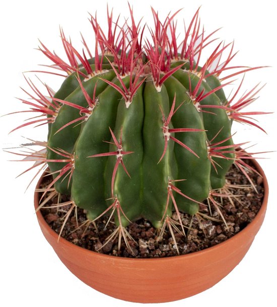 Mathis Nu maagd Cactus van Botanicly – Barrel cactus in een terracotta schaal als set –  Hoogte: 25 cm... | bol.com