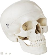 Physa Anatomisch model schedel - wit