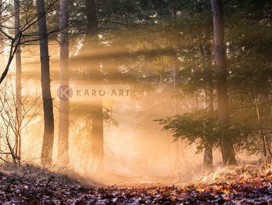 Afbeelding op acrylglas - Ochtend door de bomen