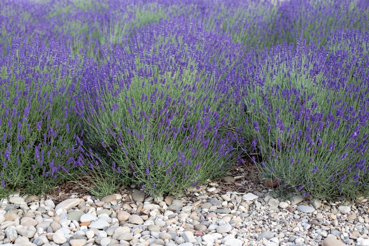 Lot De 3 X 6 Plants De Lavande (Lavandula Angustifolia) – Arbuste Rustique ⌀15-20 Cm – Parfum Et Couleurs Pour Votre Jardin