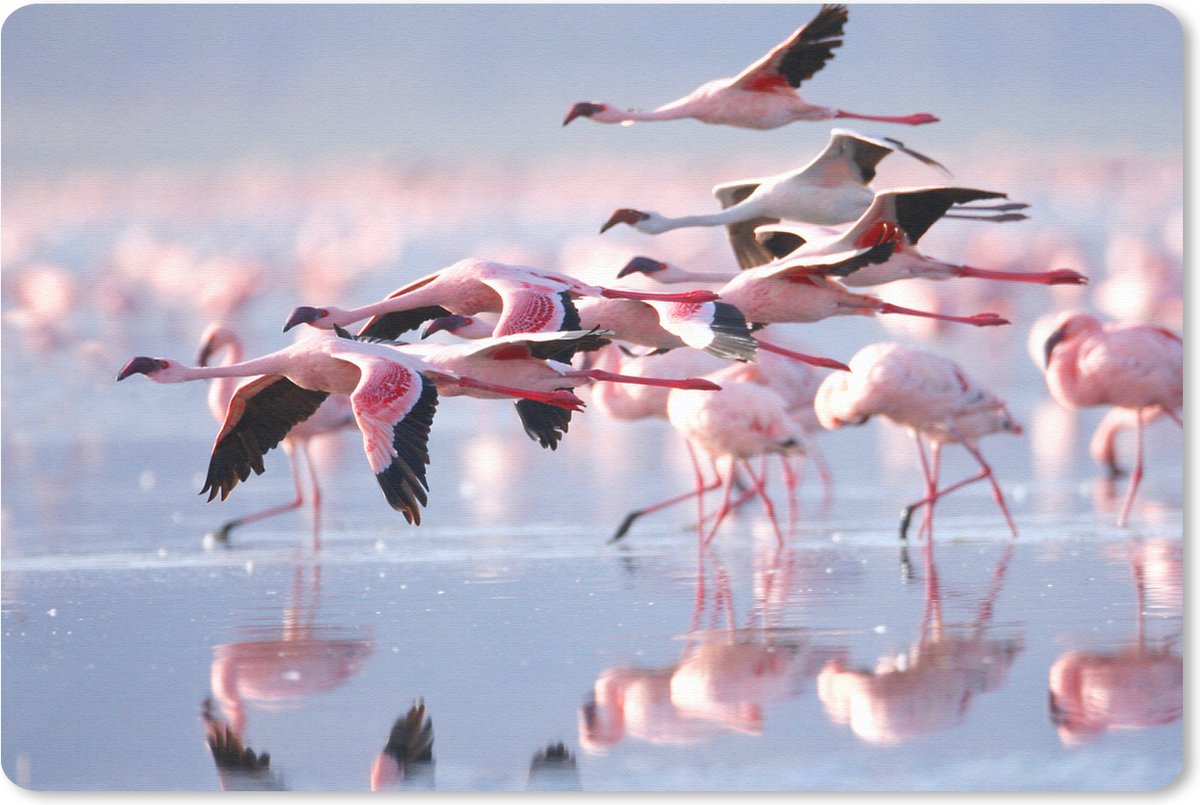 Muismat Flamingo - Roze flamingo's op het water muismat rubber - 60x40 cm - Muismat met foto