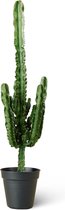 Cowboy Cactus (Euphorbia Erytrea) Kamerplant - Groot - Hoogte 100cm - Potmaat 23cm - Plantery