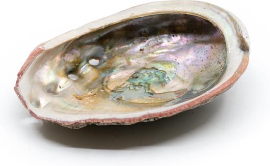Abalone Schelp – Medium – 70 tot 90 mm