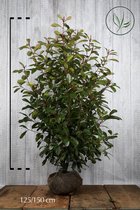 10 stuks | Glansmispel 'Red Robin' Kluit 125-150 cm Extra kwaliteit - Bloeiende plant - Makkelijk te snoeien - Vruchtdragend - Wintergroen