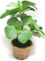Fake plant