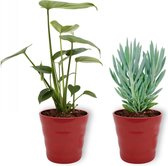 Set van 2 Kamerplanten - Monstera Deliciosa & Senecio Curio Mount Everest - ±  30cm hoog - 12cm diameter - in rode pot