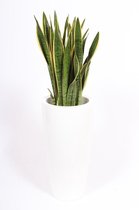 Kamerplant van Botanicly – Vrouwentongen in witte plastic pot 'Santorini' als set – Hoogte: 130 cm – Sansevieria Laurentii