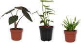 Set van 3 Kamerplanten - Aloë Vera & Monstera Deliciosa & Alocasia Wentii - ±  30cm hoog - 12cm diameter