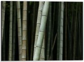 Dibond - Bos van Bamboe Bomen - 40x30cm Foto op Aluminium (Wanddecoratie van metaal)