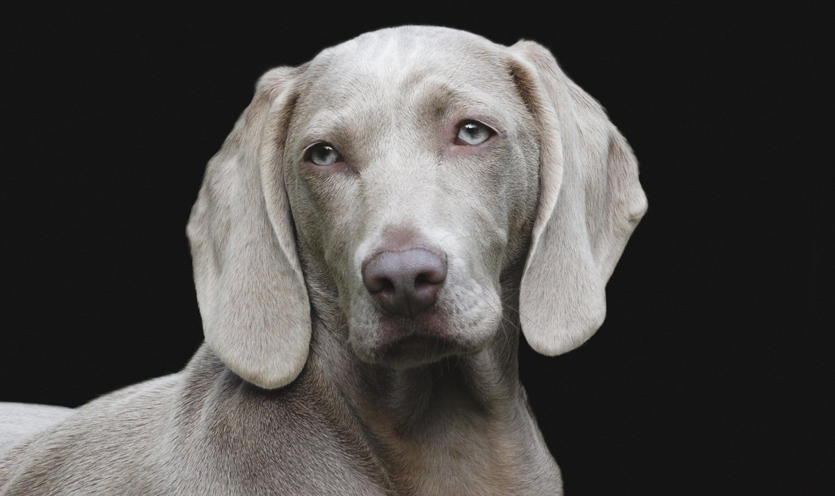 Schilderij - hond - weimarse - Collectie faces - Dibond wit - 118x70cm