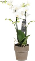 Orchidee | Plant in pot | Orchidee van vriendschap en om te zeggen: je bent prachtig - Ø 12 cm - ↕️ Hoogte 50 cm (waarvan +/- 35 cm plant en 13 cm pot)