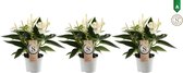 FloriaFor - Trio Anthurium White Champion - - ↨ 30cm - ⌀ 9cm