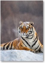 Siberische tijger op een winterse dag - A3 Poster Staand - 30x42cm - Besteposter - Dieren