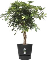 Kamerplant van Botanicly – Vingerboom in zwart ELHO plastic pot als set – Hoogte: 100 cm – Schefflera arb. Gold Capella