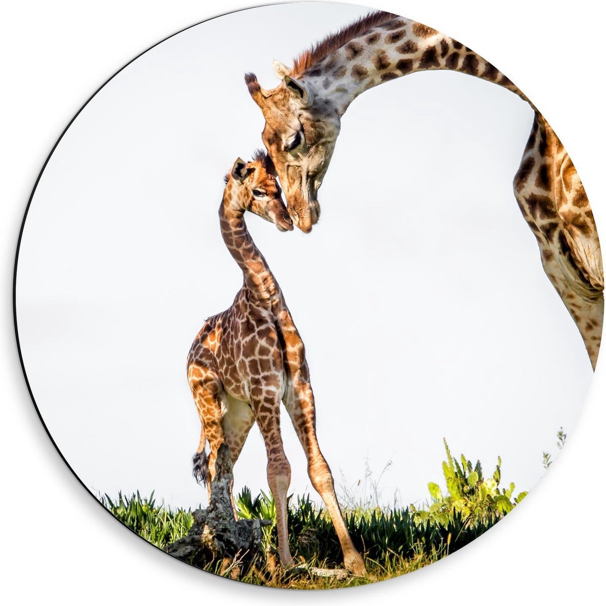 Dibond Wandcirkel - Knuffelende Giraffen  - 50x50cm Foto op Aluminium Wandcirkel (met ophangsysteem)