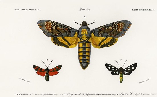 Affiche Vintage Papillons & Mites - D 'Orbigny - Animaux Illustration Rétro