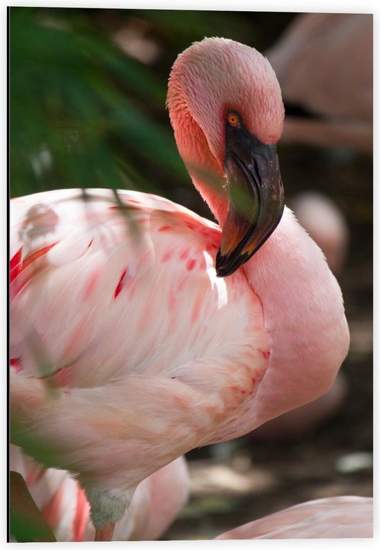 Dibond - Mooie Roze Flamingo  - 40x60cm Foto op Aluminium (Met Ophangsysteem)