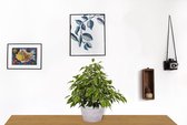 Kamerplant Ficus Kinky - ± 25cm hoog – 12 cm diameter - in roze betonnen pot