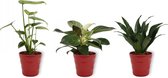 Set van 3 Kamerplanten - Philodendron White Wave & Monstera Deliciosa & Draceana Compacta - ±  30cm hoog - 12cm diameter - in rode pot