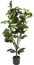 By Kohler Ficus Carica (vijgenboom) in pot 127 cm (114991)