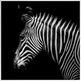 JUNIQE - Poster met kunststof lijst Zebra profiel foto -30x30 /Wit &