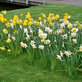 25x Narcissus - Narcissen mix - Geelwit - Vroegbloeier - 25 bloembollen Ø 12-14cm